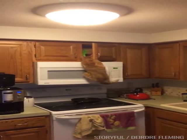 Голодный кот пытается добраться до вкусняшек