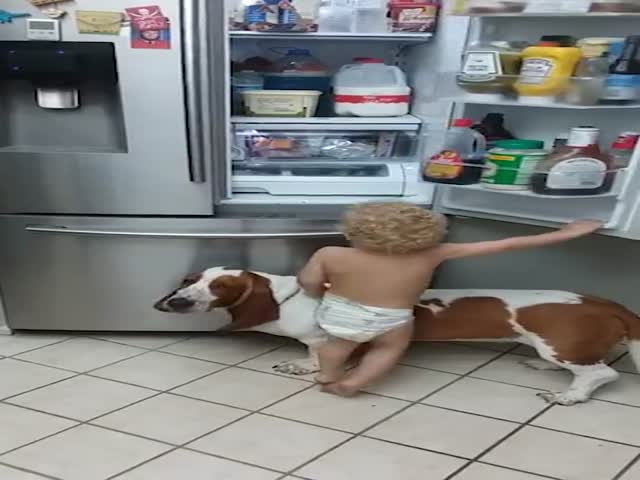Пес помог малышу забраться в холодильник