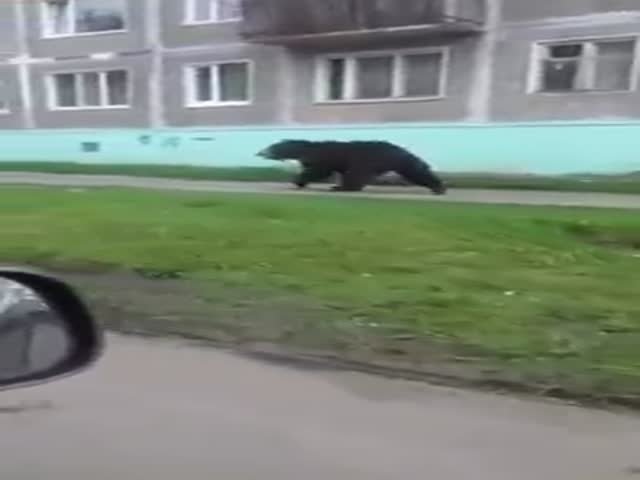 Медведь гуляет по улицам города Вилючинск Камчатского края