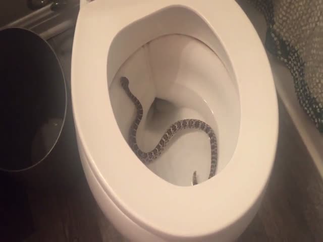Житель штата Техас обнаружил змею в своем унитазе