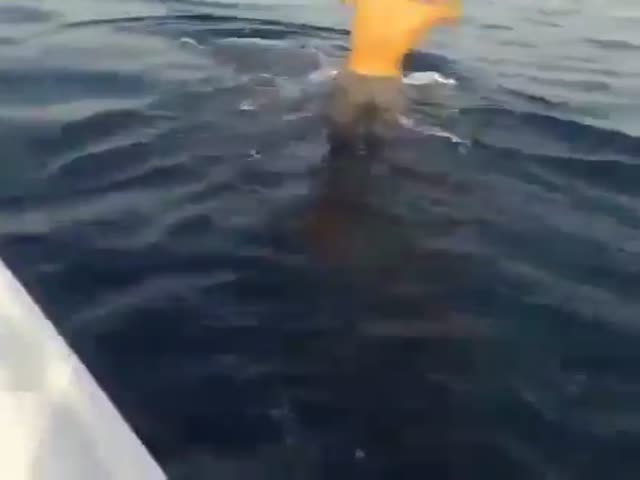 Катания на спине китовой акулы