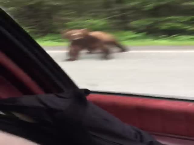 Медведь прогнал любопытного водителя на Аляске