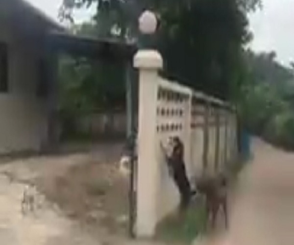 Собаки пытаются добраться друг до друга через неприступную стену