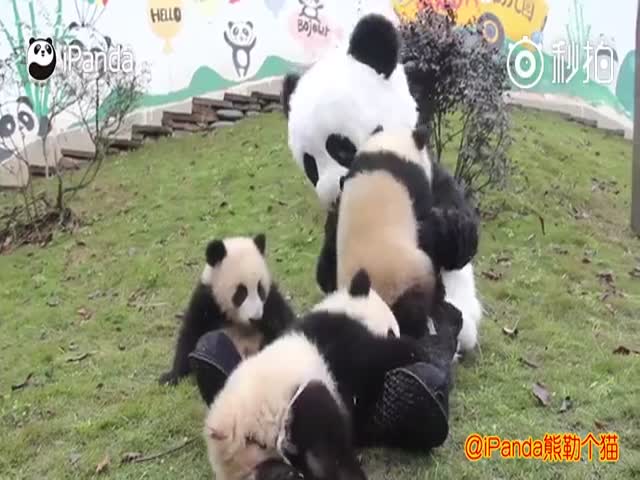 Сотрудник зоопарка в костюме панды играет с малышами