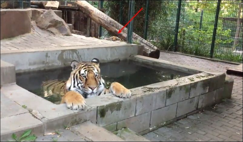 Тигры играются как домашние коты