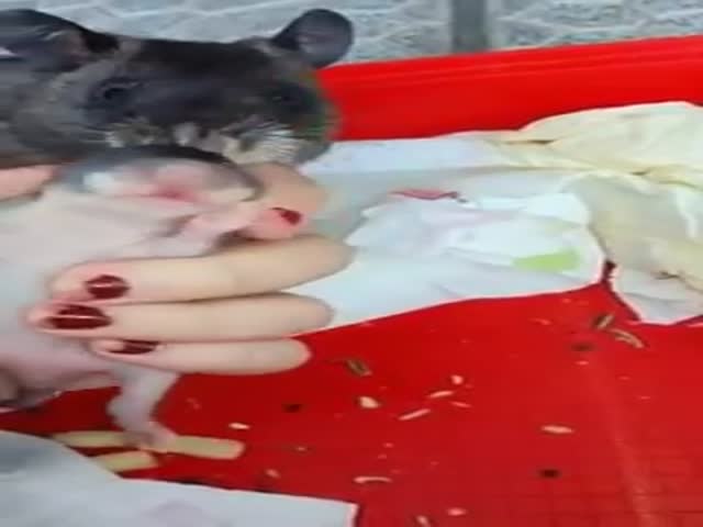 Крыса тащит хозяйку к своему детенышу