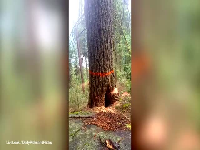 Валка большого дерева пошла не по плану