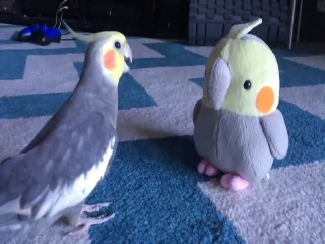 Встреча попугая со своей игрушечной копией