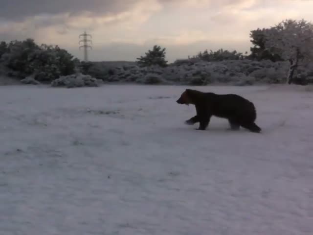 Цирковой медведь впервые увидел снег