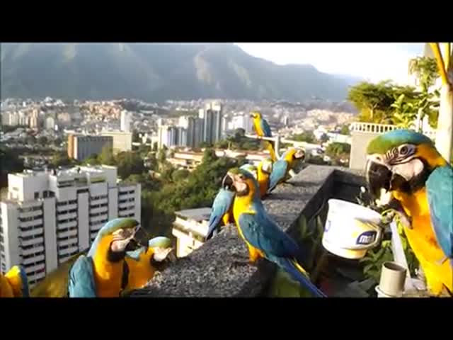 Кормление диких попугаев ара на балконе