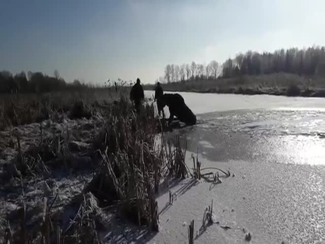 Спасение лося, провалившего под лед в холодную воду