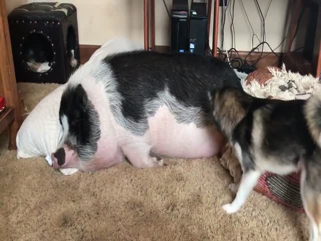 Собака пытается разбудить своего друга