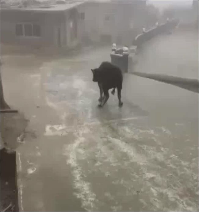 Корова пытается передвигаться по замерзшей дороге