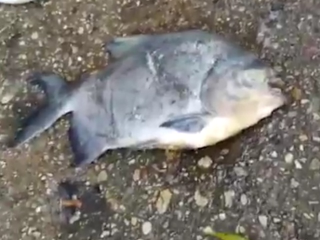 Рыбаки поймали пиранью в озере Зеленограда