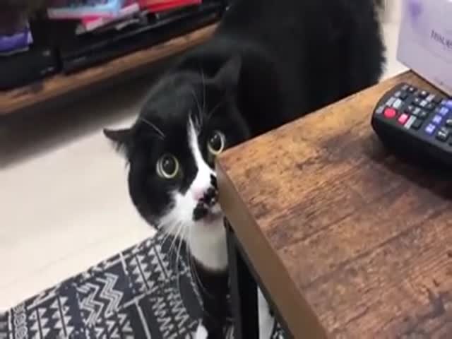 Усатый кот напевает что-то по грузинским мотивам