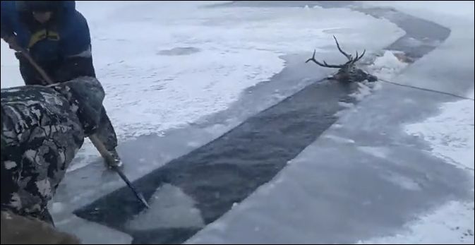Спасение оленя, провалившегося под лед в холодную воду