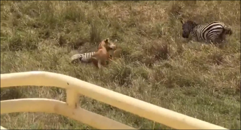 Храбрая зебра отбила своего детеныша у львицы