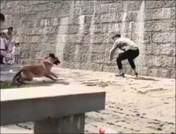 Пес с помощью хозяина забирается на высокую стену