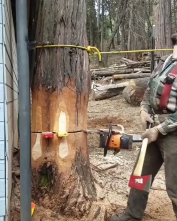 Когда дерево валит настоящий профессионал