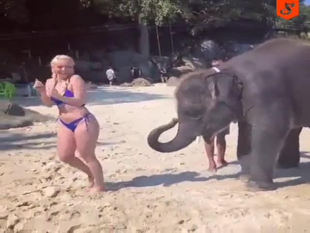 Слоненок пристает к симпатичной девушке