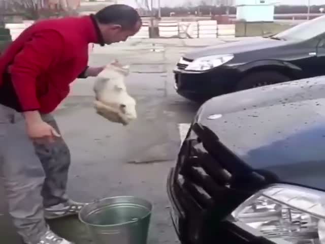 В Краснодарском крае наедекват зачем-то решил помыть машину котом