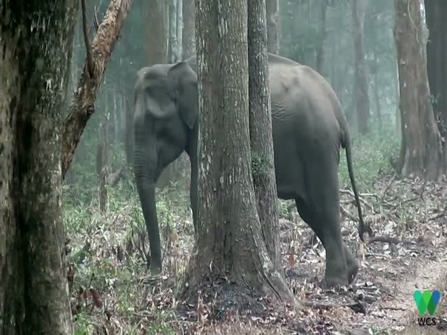 Слониха выдыхает дым в индийском национальном парке