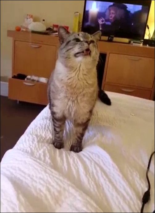 Котик никак не мог чихнуть
