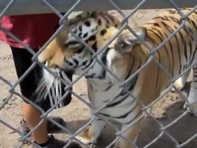 Какой звук издает счастливый тигр
