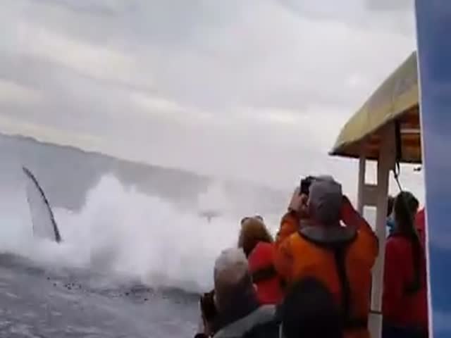 Кит выпрыгнул возле лодки с туристами и окатил их водой