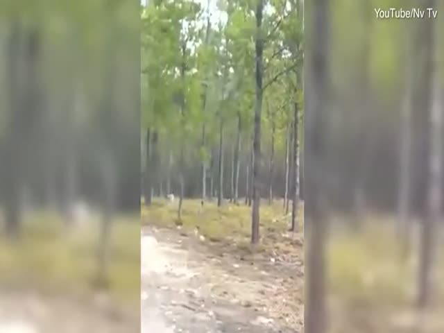 Мужчина встретил в лесу черного волка во время прогулки с собакой