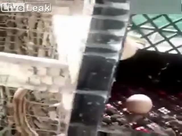 Змея украла куриное яйцо, но была вынуждена вернуть его на место