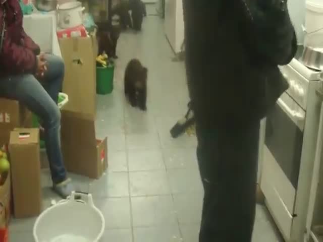 Медвежата буянят на кухне в центре содержания диких животных