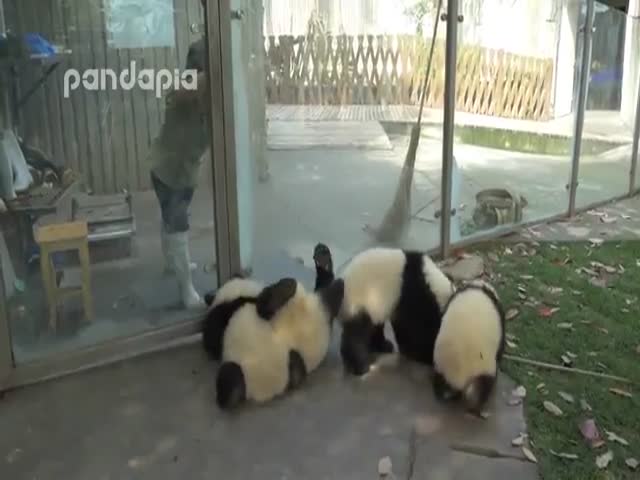 Панды