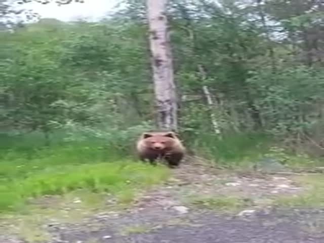 Парень решил пообщаться с медведем во время поездки по Карелии