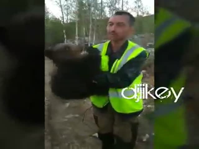 Агрессивный медвежонок забрел на участок вахтовиков посреди тайги