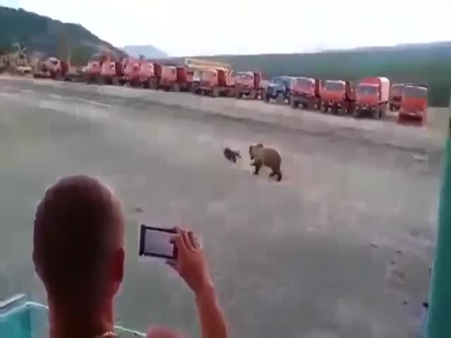 Любопытный медведь пришел в гости к вахтовикам