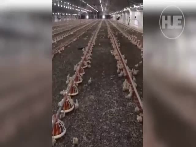 Цыплята подчиняются парню, подающим корм одновременно с командой