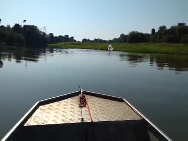 На реке Амазонка дельфины решили немного поиграть с электрическим угрем