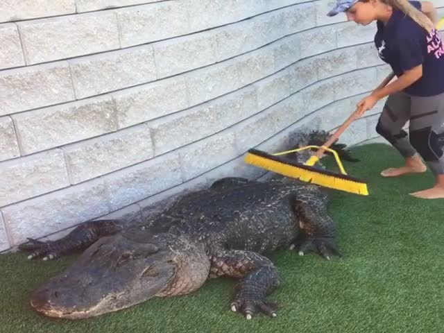 Даже крокодил любит, когда ему чешут спинку