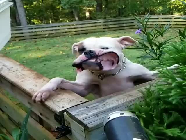 Собака против воздушной пушки