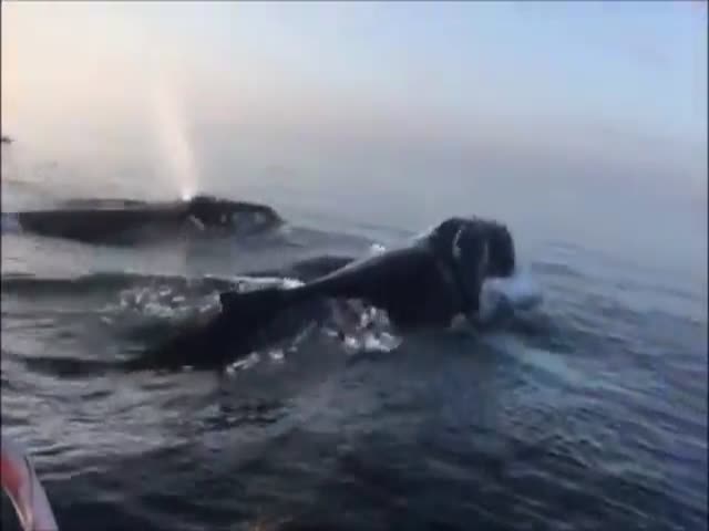 Синхронное погружение китов у берегов Канады