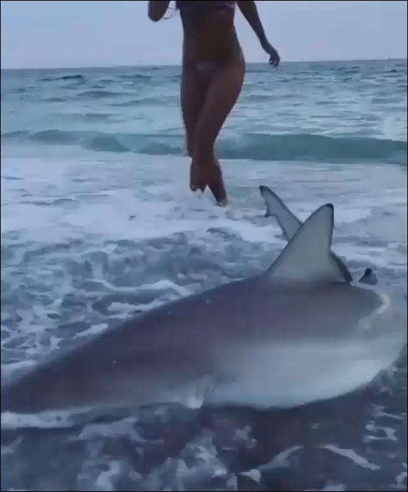 Симпатичная девушка спасает акулу, которую волнами выбросило на берег
