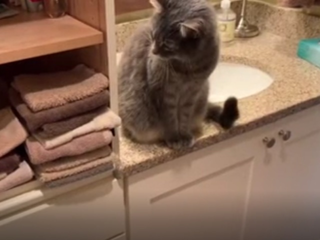 Кот наводит свои порядки в ванной комнате