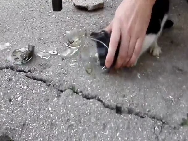 Спасение несчастного котенка, который застрял в стеклянной банке