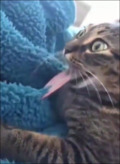 Котик неожиданно прилип к пледу языком