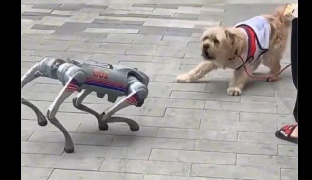 Собака играет с технологичным товарищем