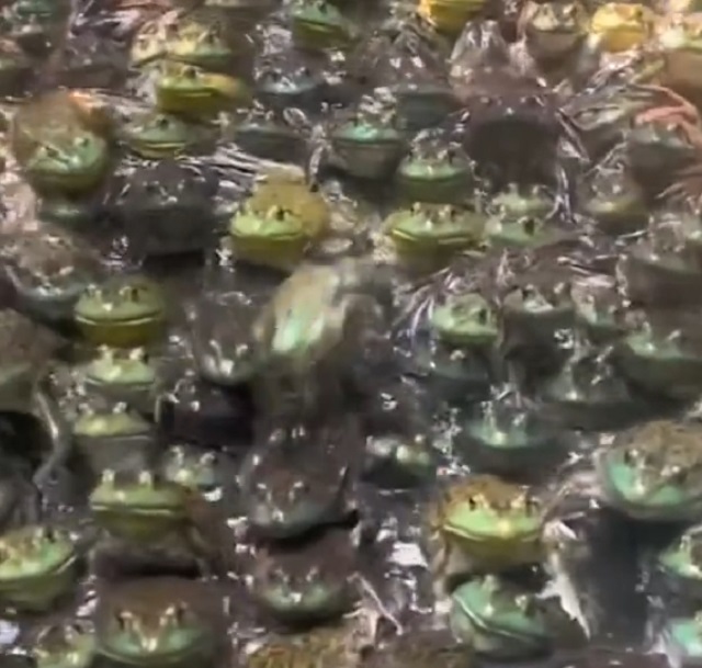 Огромное количество лягушек в одном месте