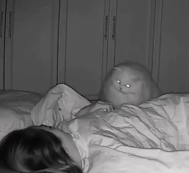 Кот пытается разбудить обслуживающий персонал