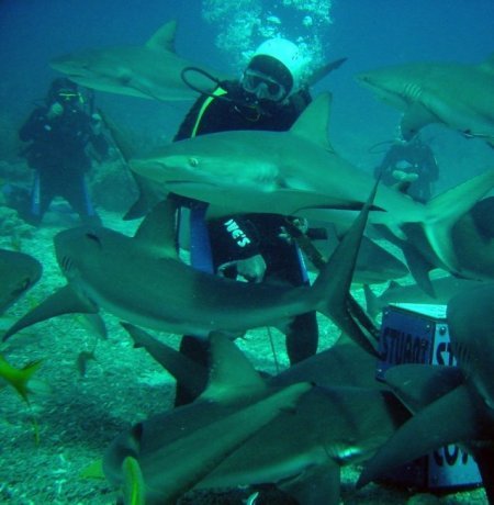 Купания с акулами опасны (7 фото)