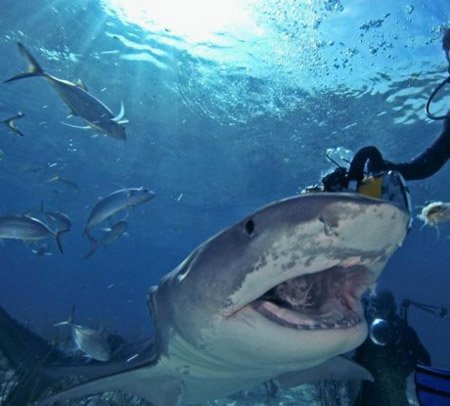Купания с акулами опасны (7 фото)